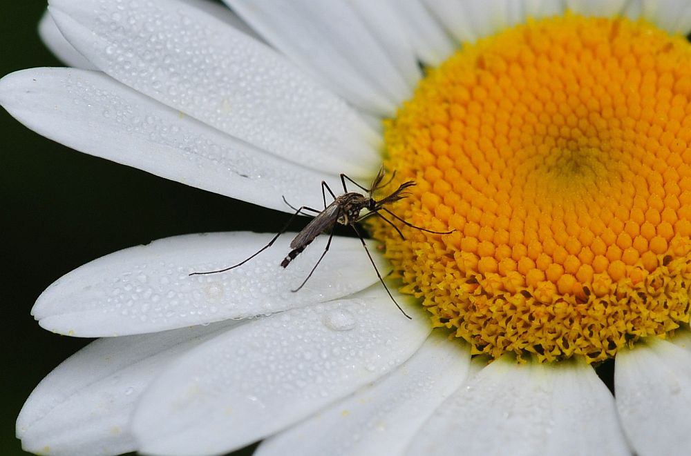 La vita in un fiore: terza parte